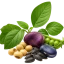 Seeds